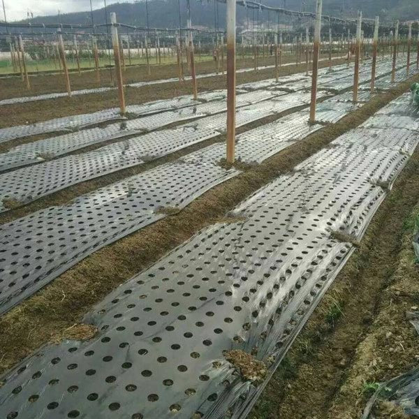 Perforirana agro folija 10 metara