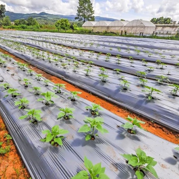 Perforirana agro folija 10 metara