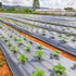 Perforirana agro folija 10 metara