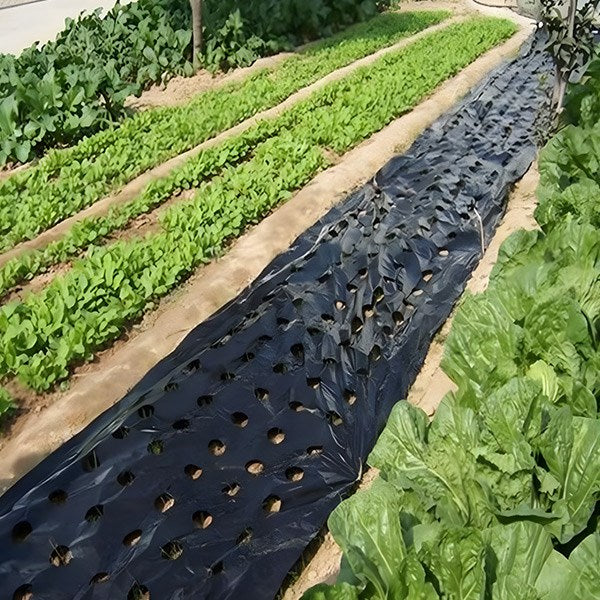 Perforirana agro folija 10 metara