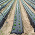 Perforirana agro folija 10 metara